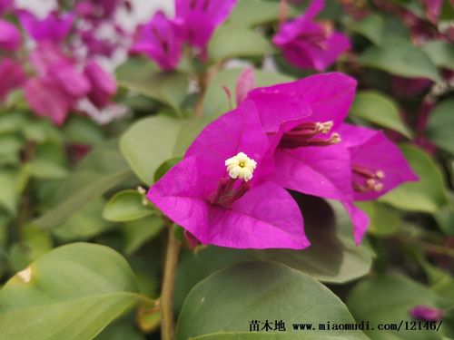 三角梅花特写_三角梅花特写图片_苗木地苗木网