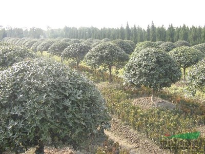 河南苗木花木园林苗圃场