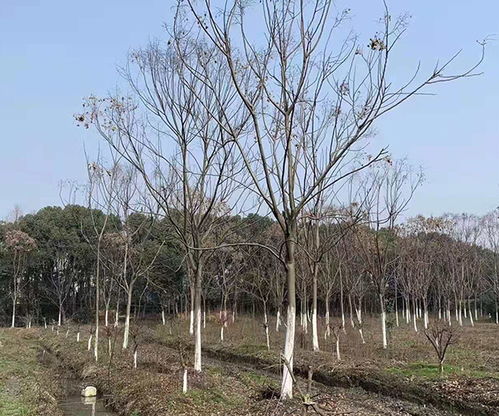 湖州苗木基地 紫玉兰苗木基地 九江永荣园林 推荐商家