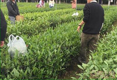 【广元茶叶苗批量出售#茶叶苗批发基地】茶树苗,价格,厂家,供应商,其他农业,雅安市名山区惠农苗木种植农民专业合作社 - 产品库