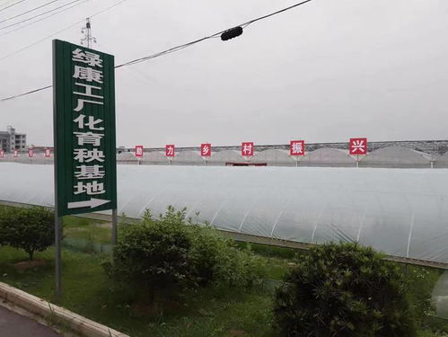 美丽杨柳畈 户通柏油路,人住别墅楼,苗住棚里育,鱼在池中游