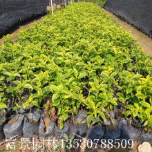 泰安市泰艺苗木销售中心