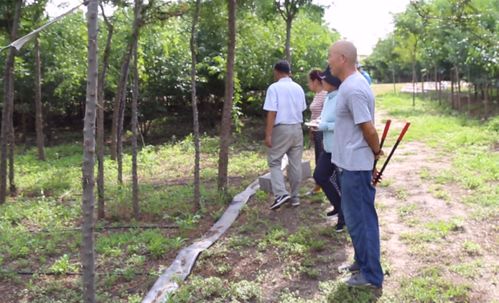 规范化管理培育精品苗木,凯创园林对各苗圃苗木生长情况点评