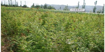 西北苗木大数据 西北苗木网