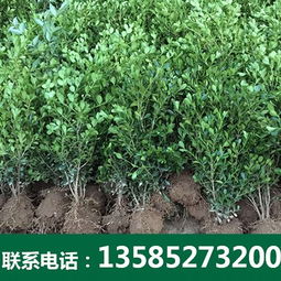 特价小叶黄杨厂家 沭阳博大绿化苗木 沭阳博大绿化苗木园艺场 金叶女贞销售