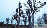 湖南苗木 10-15公分移植栾树_农副产品_世界工厂网中国产品信息库