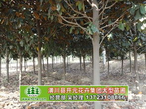 广玉兰 河南苗木