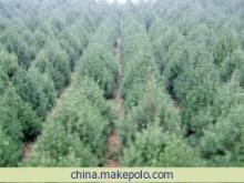 【苗木 种子及农副产品】价格,厂家,图片,乔木,红叶苗圃个体经营-