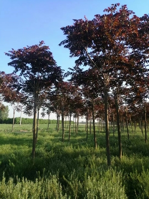 常州红叶椿苗圃 红叶椿苗木基地
