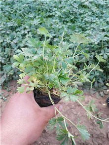 委陵菜哪里有 供应潍坊有品质的委陵菜