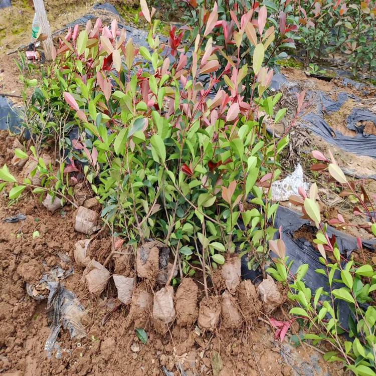 红叶石楠苗5年生 工厂绿化效果好 红叶石楠树图片