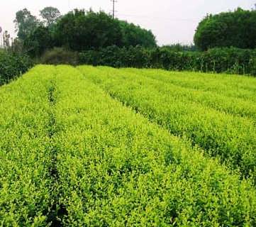 长沙苗木价格便宜 湖南苗木最新报价 长沙苗木厂家直销