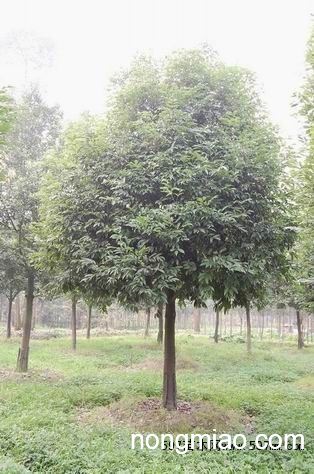 供应成都12公分天竺桂,苗圃熟货,成都天竺桂苗木